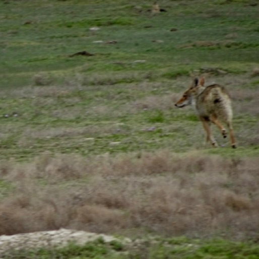 Quick shot of scurrying coyote
